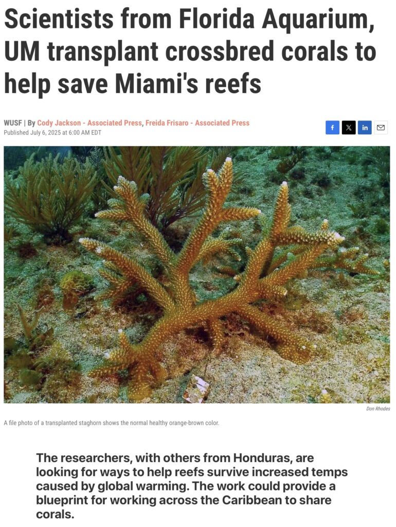 Scientists from Florida Aquarium transplant crossbred corals to help save Miami's reefs
